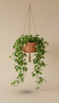 Terracotta hanging planter with trailing pothos